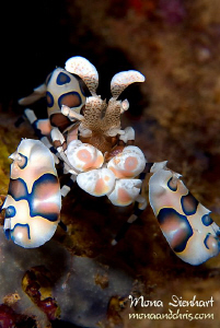 a gem in the Red Sea. The first ever Harlequin Shrimp I'v... by Mona Dienhart 